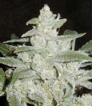 Nasiona marihuany dla growerów